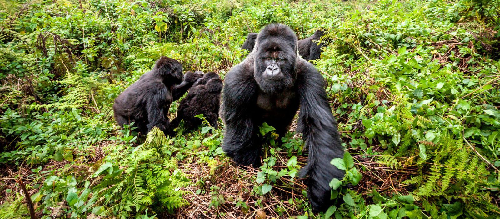 10 Days Best of Uganda Safari