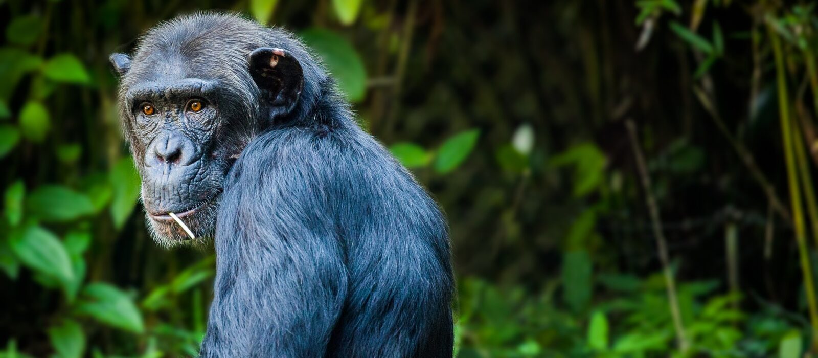 Best Chimpanzee Trekking Companies in Rwanda & Uganda