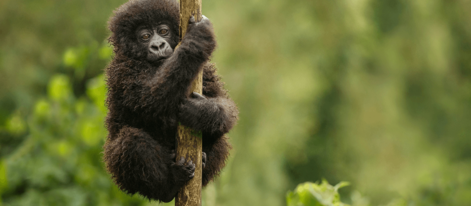 7 Days Uganda Safari