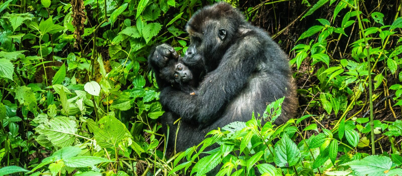 Best Congo Safari Companies, Tour Operators & Travel Agents