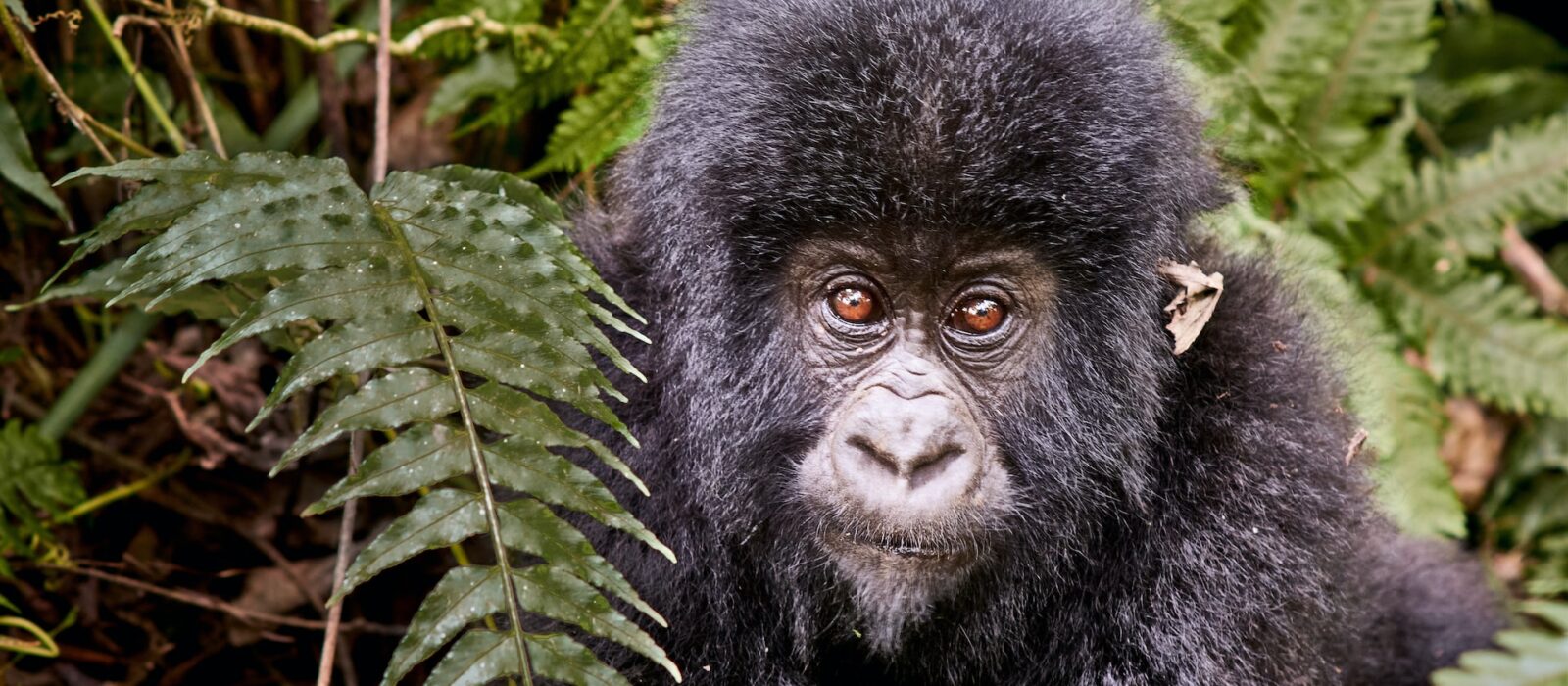 Best Gorilla Trekking Companies in Rwanda, Uganda & Congo
