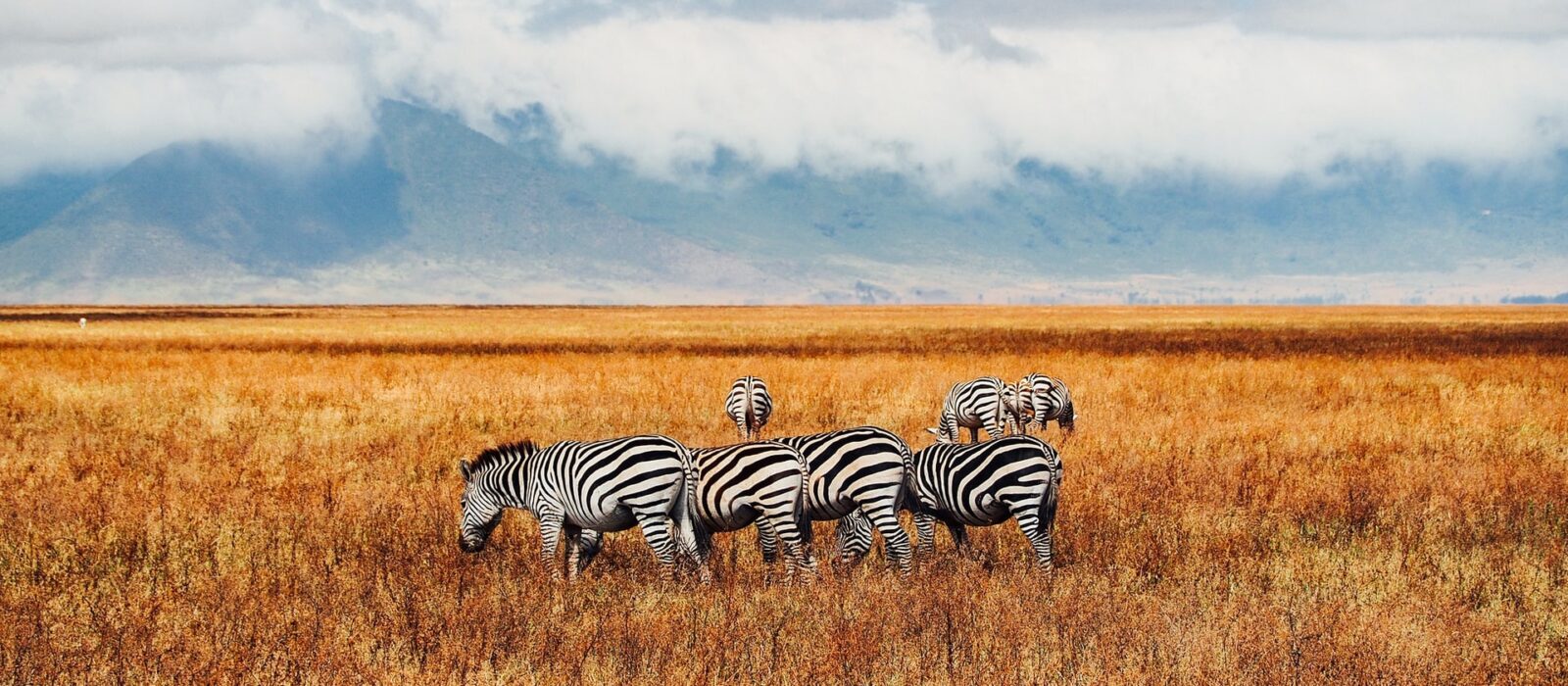 Best Kenya Safari Companies, Tour Operators & Travel Agents