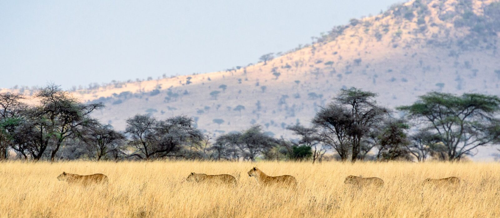 Best Tanzania Safari Companies, Tour Operators & Agents