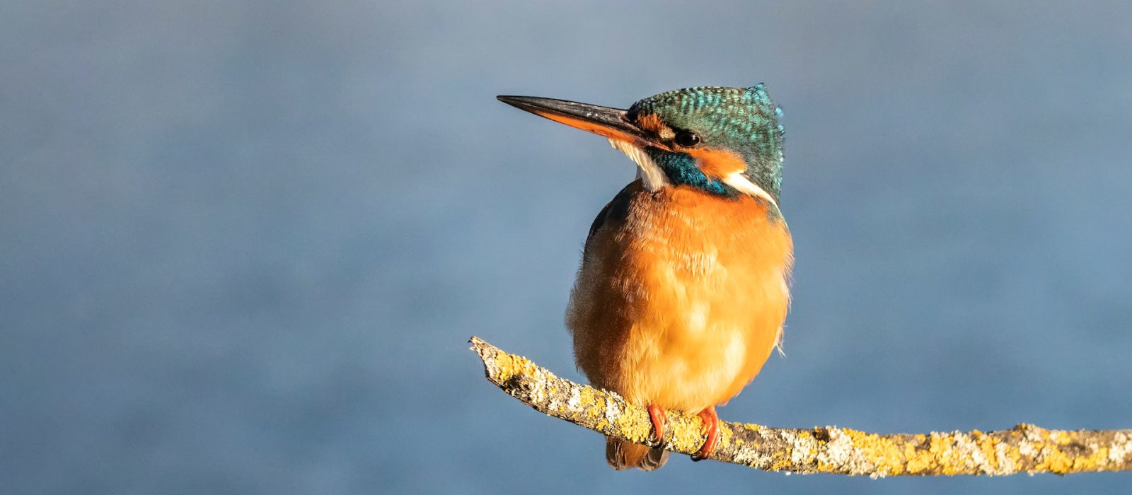 Bird watching in Lake Mburo