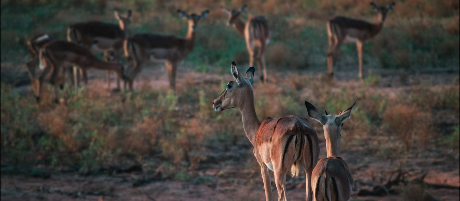 2 Days Lake Mburo Safari
