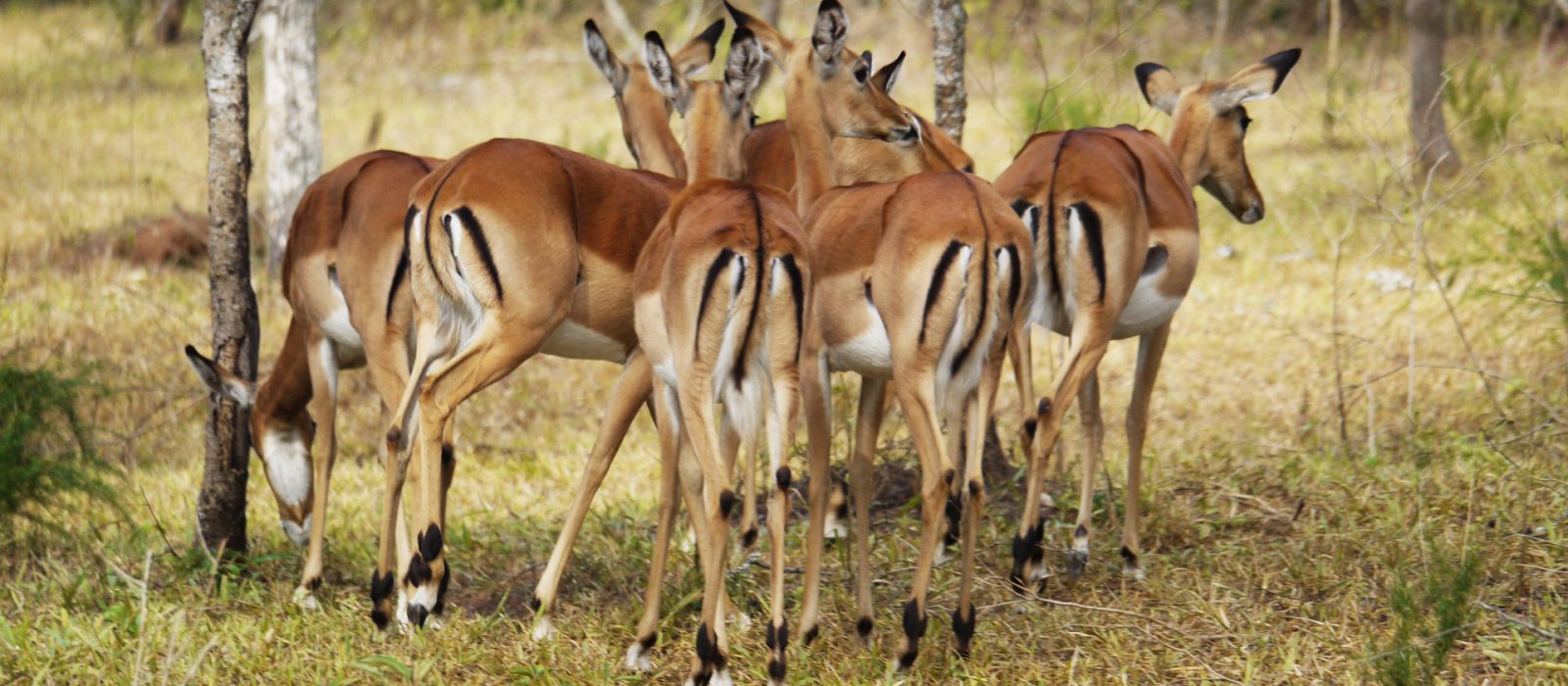 Park entry fees for Lake Mburo