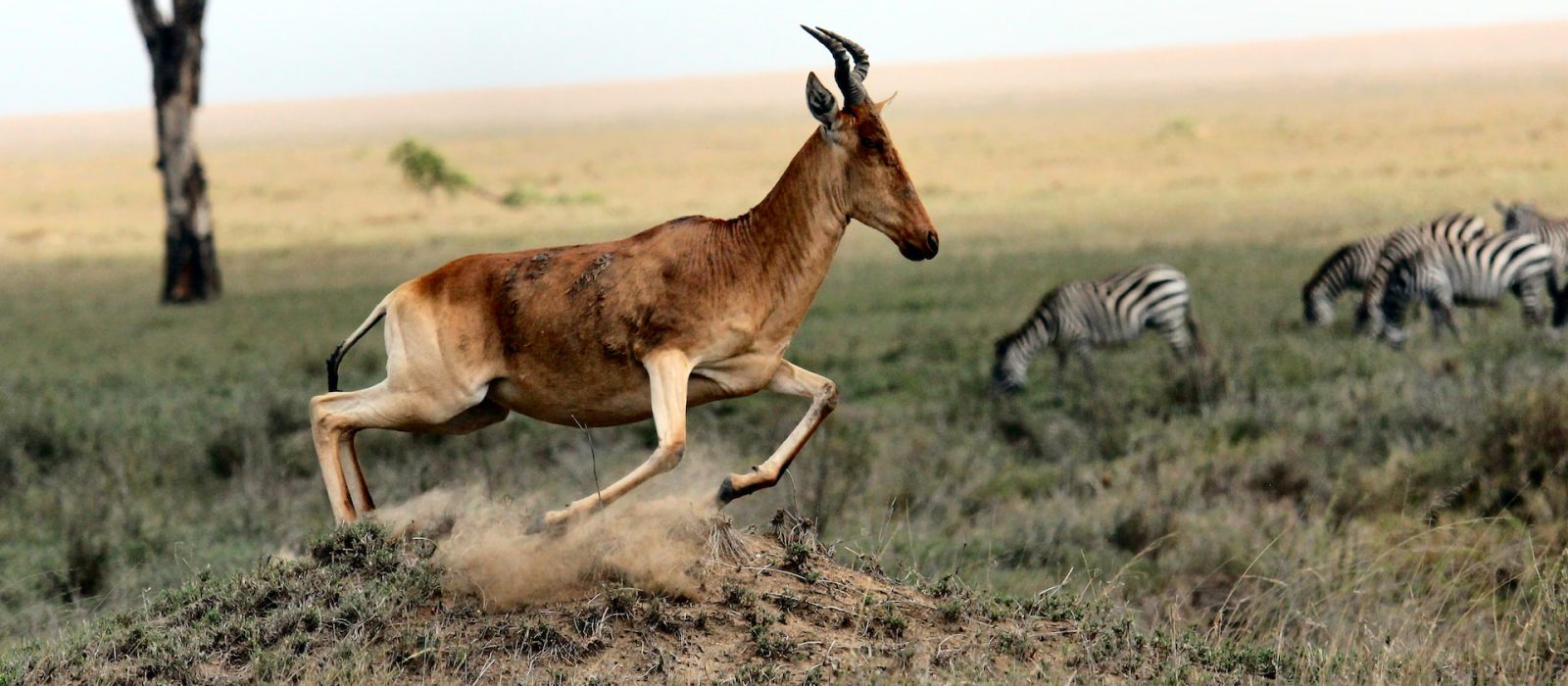 Rwanda Wildlife Safaris & Tours