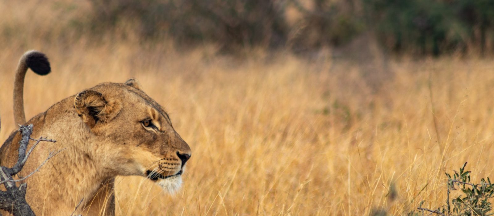 Tanzania Safari Holidays & Tours