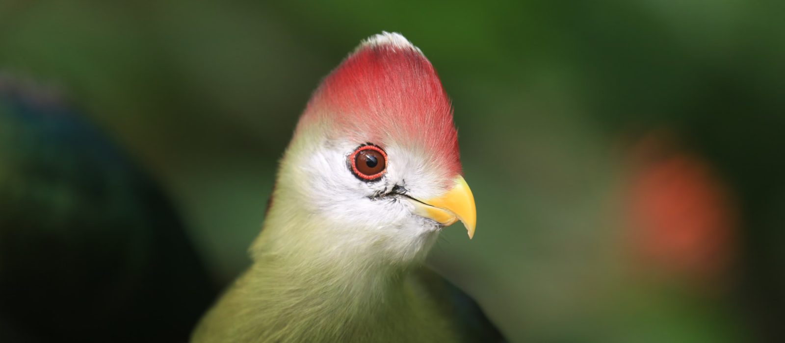 Uganda Birding Safaris & Tours