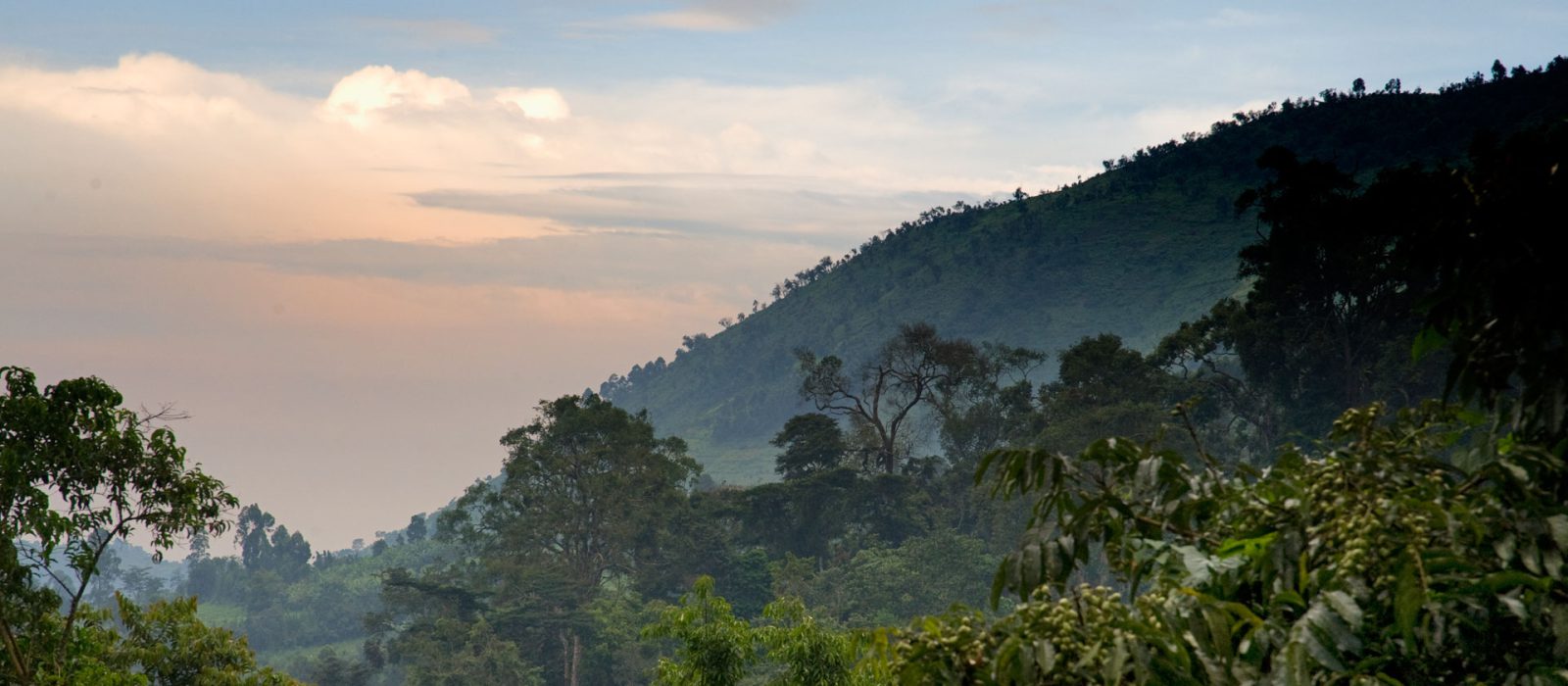 Uganda Gorilla Trekking Safaris & Tours