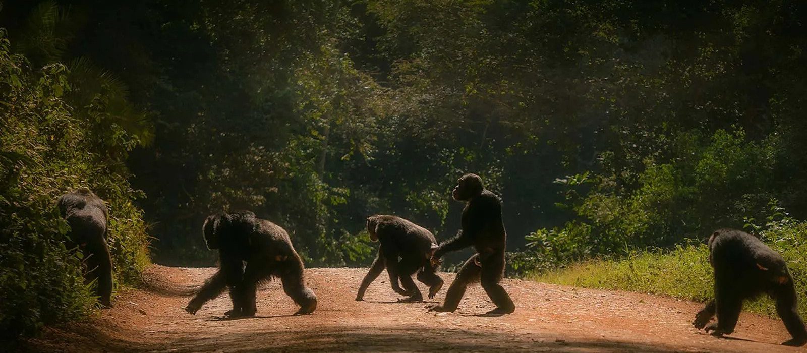 5 Days Mburo & Kibale