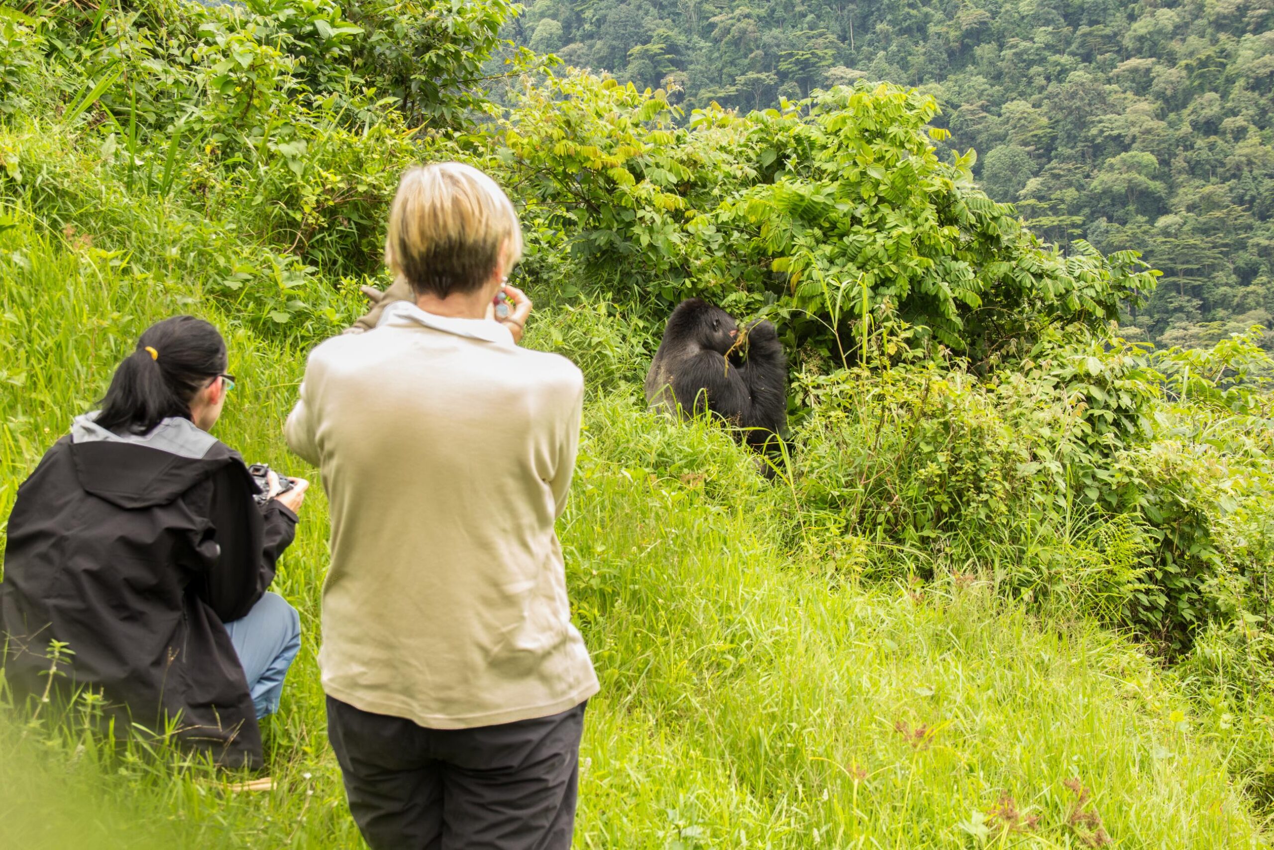 Gorilla Habituation Experience in Bwindi