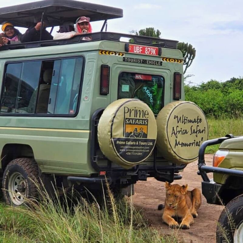 The best Safari Companies